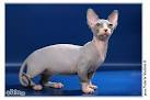 5 Things to Know About Minskin Cats - Petful