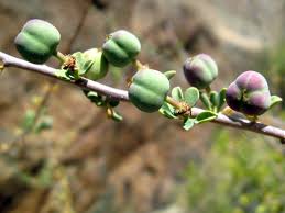Image result for Euphorbia guerichiana