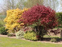 Du hast scheinbar probleme beim abspielen dieses videos. Facher Ahorn Orange Dream Acer Palmatum Orange Dream Baumschule Horstmann