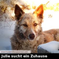 Im moment suchen 19 welpen/junghunde ein neues zuhause. Pin Auf Hundefotos