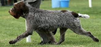 A Whiskeytown Griffon And With That Telltale Brown Spot And White Tale Possibly Related To Cody German Wirehaired Pointer Dogs Korthals Griffon