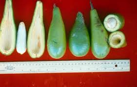 Image result for Beilschmiedia