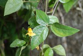 Image result for Vigna hosei