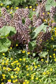 Die pestwurz ist als heilpflanze ein echter allrounder. Pestwurz Petasitis Officinalis Heilpflanze Der Phytotherapie