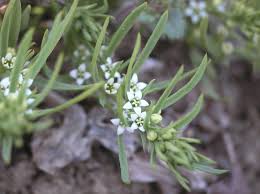 Image result for Thesium megalocarpum