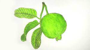 How To Draw A Guava Step By Step Very Easy Youtube Free guava tree vector download in ai, svg, eps and cdr. how to draw a guava step by step very easy