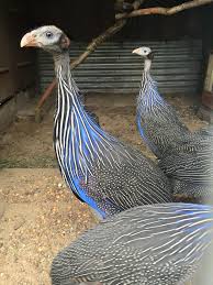 Boek een luxe all inclusive vakantie of geniet op kleinschalige vakantieadresjes. Rode Ibis Import Export Van Vogels Home Facebook