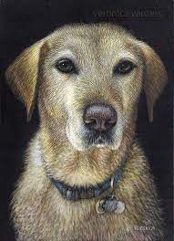 Drawing and painting dogs can be enjoyable — we love our dogs so much — but there's a market for commission work as well. How To Draw Dog Eyes That Look Amazingly Realistic Craftsy