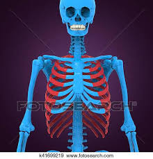 Shadows around the rib cage (eg, rib companion shadows, sharp lines along the lower margin of the ribs, rib overlying shadows) may mimic pleural and extrapleural disease on frontal chest radiographs. 3d Illustration Of Human Body Ribs Cage Anatomy Stock Photo K41699219 Fotosearch