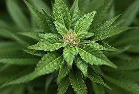 Medical Marijuana Blog Concussion Alliance