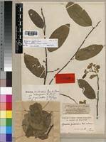 Image result for Grewia pubescens
