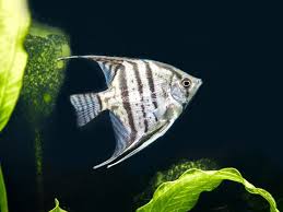 Pterophyllum Google Da Ara Balik