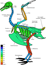 Bird bone cross section : Systemic Distribution Of Medullary Bone In The Avian Skeleton Ground Truthing Criteria For The Identification Of Reproductive Tissues In Extinct Avemetatarsalia Springerlink