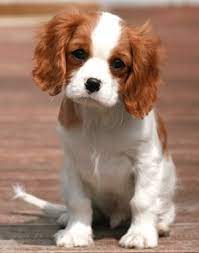 A Home Isn T A Home Without A Puppy Or Two King Charles Spaniel Cavalier King Charles Spaniel Cavalier King Charles