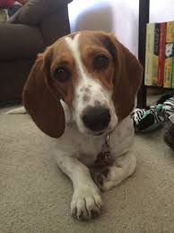 Basset Hound Beagle Mix Black And White My Dogs Lucy My Sweet Beagle Basset Hound Mix Bagle Dog I Love Dogs Basset Hound Mix Dog Life