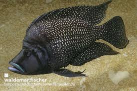 Altolamprologus Calvus Black