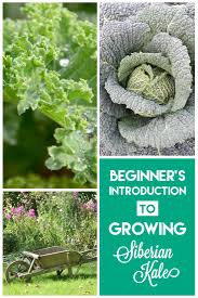 We did not find results for: Siberian Kale A Primer Properly Rooted