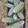 So you finally purchased/grew the cactus and you're thrilled, excited to jump into the next level. 1