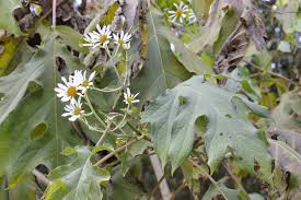 Image result for Montanoa bipinnatifida