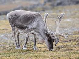 We are open only for groups, and our group customers must book in advance. 6 334 Arctic Reindeer Photos Free Royalty Free Stock Photos From Dreamstime