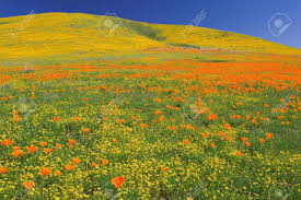 Hours may change under current circumstances Ah8yc3 Poppys In Full Bloom At The Antelope Valley California Poppy Reserve Near Lancaster California Stock Photo Picture And Royalty Free Image Image 5863786