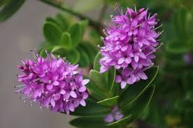 Le iochroma cyaneum sono ottime anche come piante da. Coltivare Veronica O Hebe Guida Per Principianti
