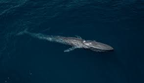 Image result for whale