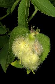 Image result for Dalechampia capensis
