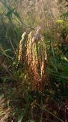 Image result for Euclasta condylotricha