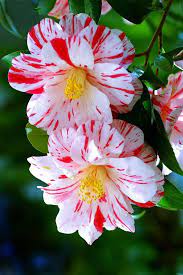 Salva On Twitter Beautiful Flowers Most Beautiful Flowers Unusual Flowers