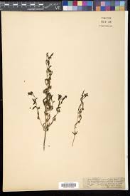 Image result for Anticharis