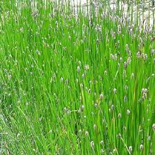 Image result for Eleocharis acutangula