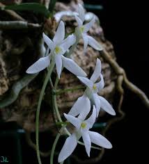 Image result for Mystacidium venosum