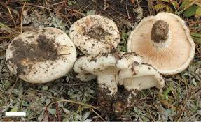 Image result for Lactarius mutabilis