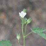 Image result for Hibiscus lobatus