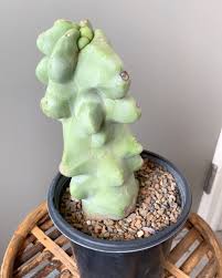 While properly watering your christmas cactus is important, it's also important for it to live in the correct environment. Totem Pole Cactus Pachycereus Schottii Monstrosus Succulent City Totem Pole Succulents Cactus Types