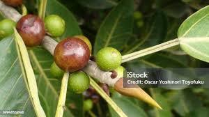 Image result for Ficus ingens