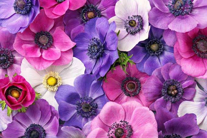 Fun Facts About Anemones - Flower Magazine