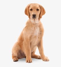 To created add 31 pieces, transparent dog images of your project files with the background cleaned. Harringtons Dog Wet Dog Transparent Background Png Image Transparent Png Free Download On Seekpng