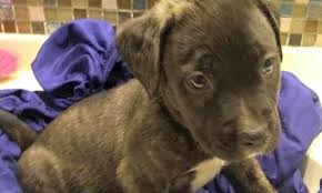 Did you know that we offer pet grooming, training and veterinarian services? Looking To Adopt A Pet Here Are 7 Precious Puppies To Adopt Now In