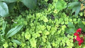 Check spelling or type a new query. Plant Review Creeping Jenny Aka Lysimachia For Solution Gardening Youtube