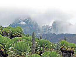 挑戰非洲第二高峰登頂肯尼亞山的樂與累