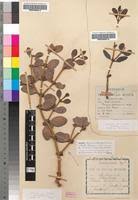 Image result for Viscum tuberculatum