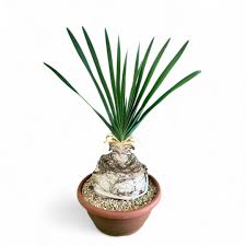 Image result for Boophone