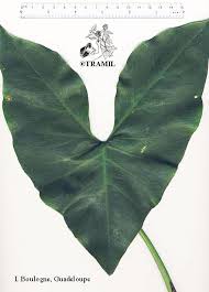 Image result for Montrichardia