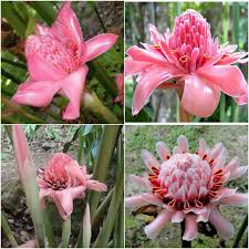 Image result for Etlingera elatior