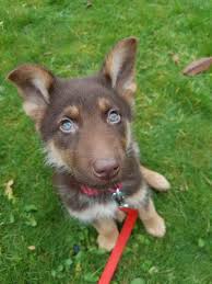 If you like one or more of our german shepherd puppies for sale above, feel free to visit their profile pages. German Shepherd Puppies With Blue Eyes Petsidi