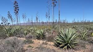 Agave disrupted the landscape industry in arizona in the 90s and early 2000s with a technique called assisted digging, which uses machinery to process native plant materials, resulting in exponentially lower prices for customers. Agave Fiber Stock Video Footage 4k And Hd Video Clips Shutterstock
