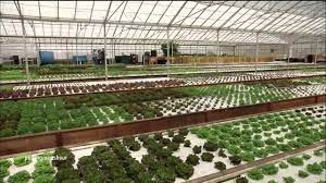 Aquaponic Farming Saves Water But Can It Feed The Country Youtube