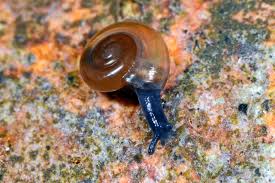 Image result for Oxyrhachis gracillima